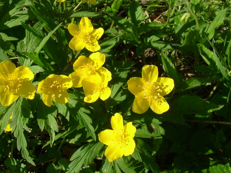 Anemonoides ranunculoides / Anemone gialla